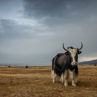 Altai - Yak